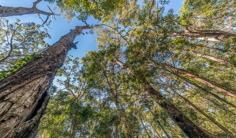 Looking up the tree canopy, Brimbin Nature Reserve. Photo: John Spencer