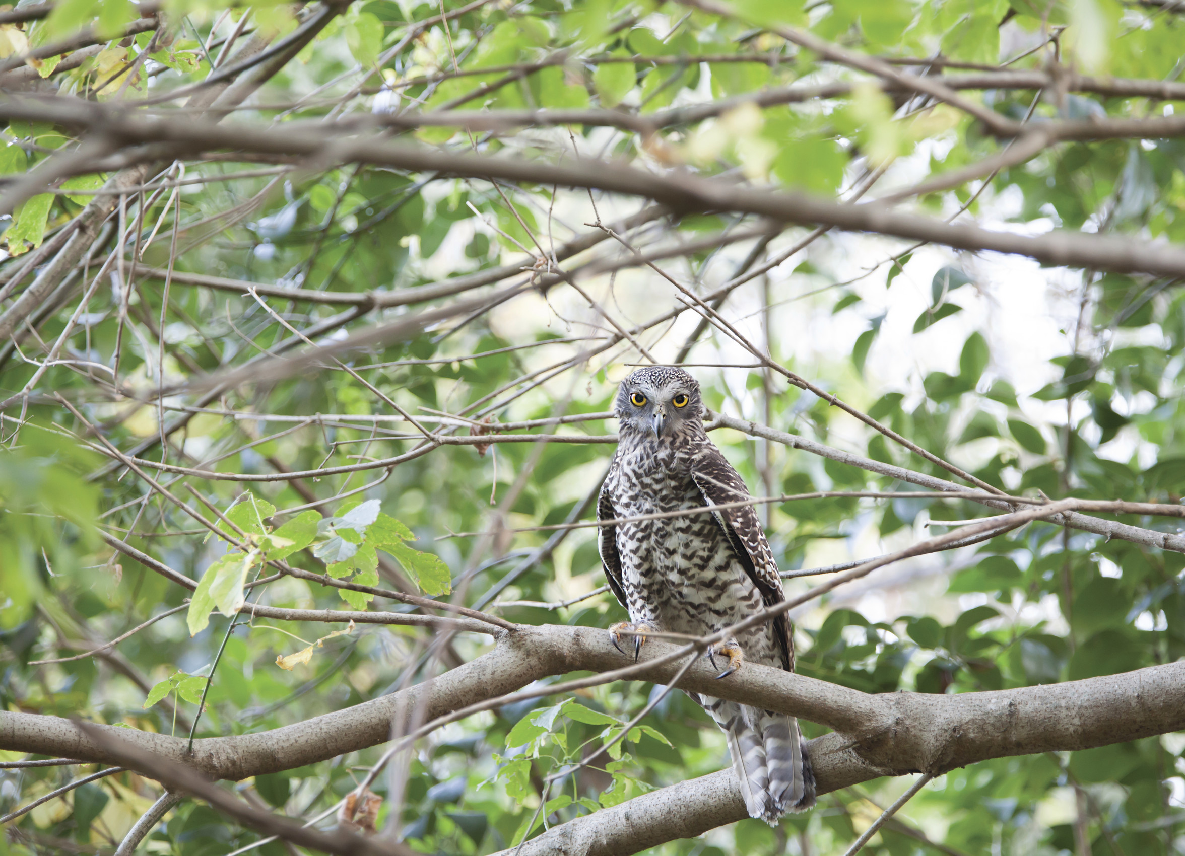 Powerful owl. Photo: Rosie Nicolai/OEH