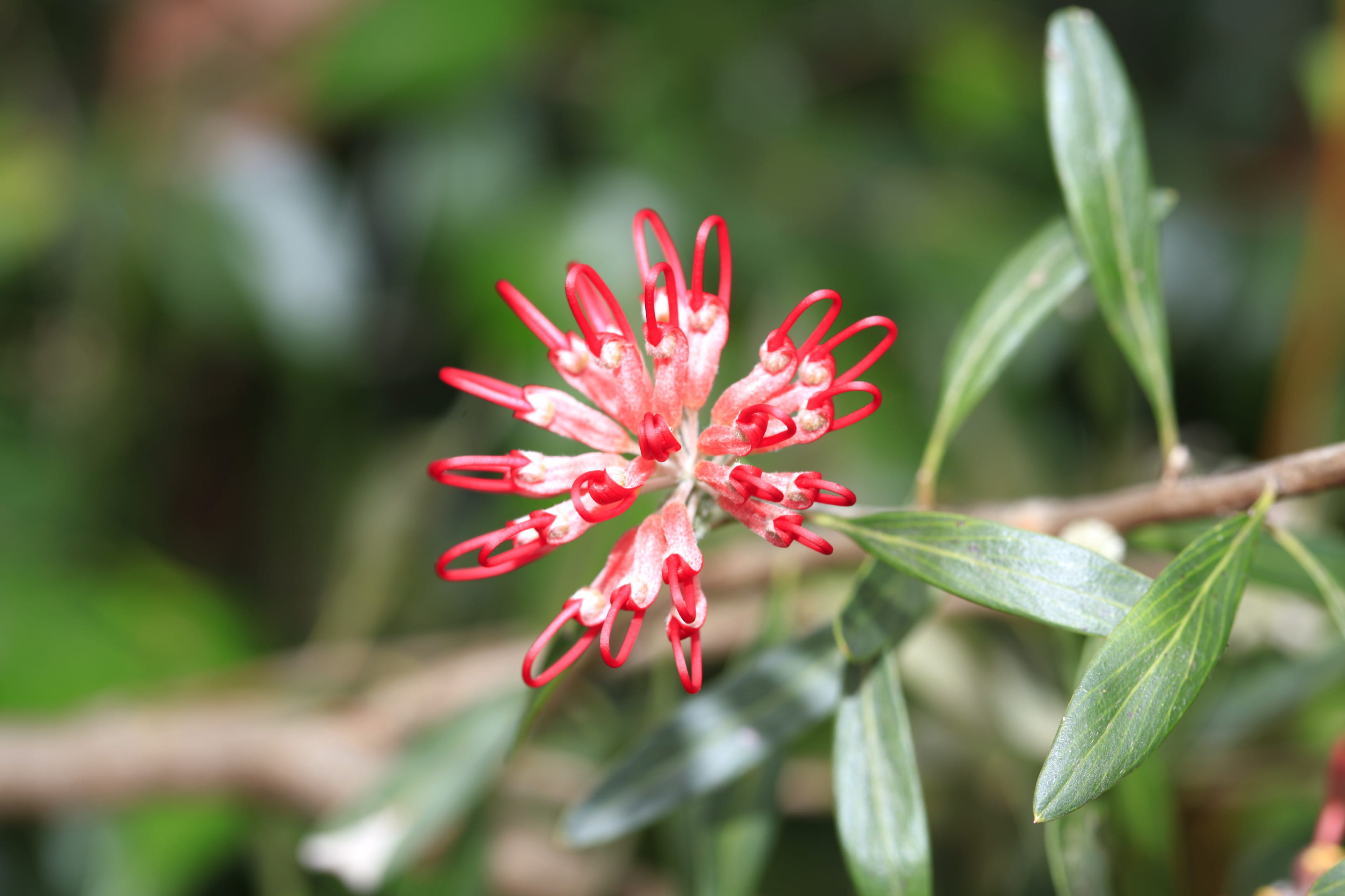 Red spider flower in Brisbane Water National Park. Photo: Rosie Nicolai/OEH