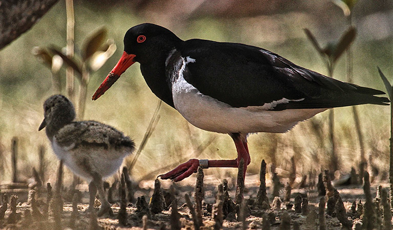 Pied Oystercatch and chick, Brunswick Heads Nature. Photo: Reid Waters