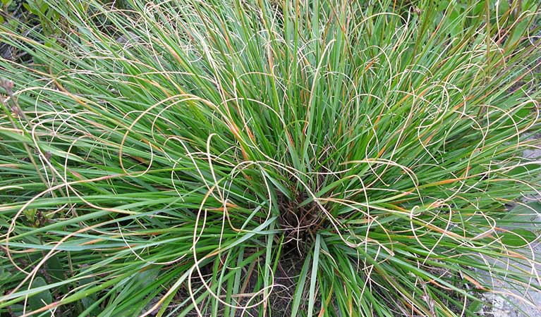 A critically endangered Budawangs wallaby grass plant. Photo: Keith McDougall &copy; DPE