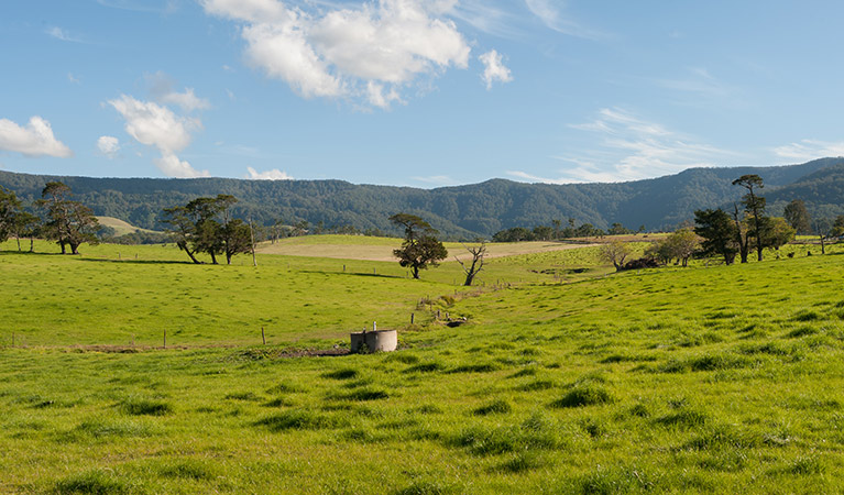 Illawarra Tourist Drive, Budderoo National Park. Photo: Michael Van Ewijk