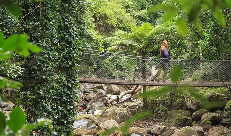 Rainforest loop walk, Budderoo National Park. Photo: Andrew Richards