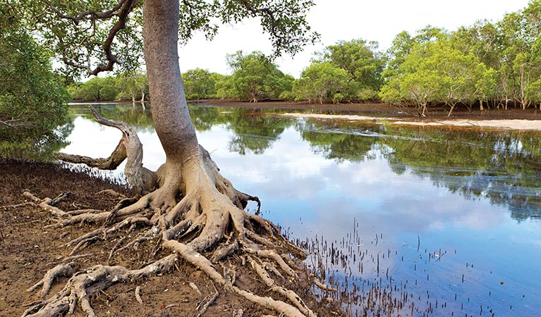 Gummigurrah walking track, Bundjalung National Park. Photo: Rob Cleary/Seen Australia