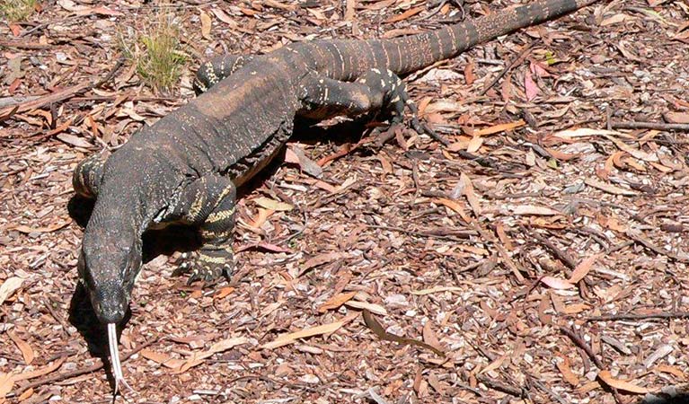 Lace Monitor, Bungonia National Park. Photo: Mark Selmes