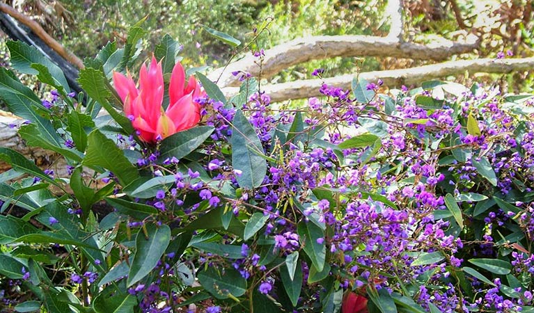 Waratah and Harenbergia, Burragorang State Conservation Area. Photo: A Horton