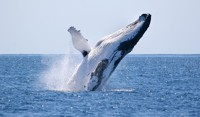 Humpback whale (Megaptera novaeangliae). Photo: Wayne G Reynolds