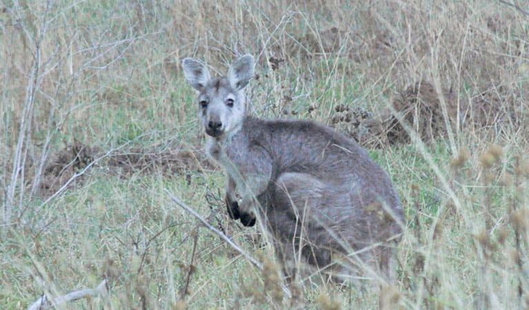 Eastern grey kangaroo (Macropus giganteus), Capertee National Park. Photo: Michelle Barton