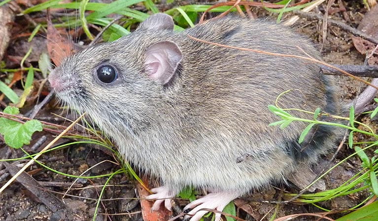 Hastings River mouse (Pseudomys oralis), Carrai National Park. Photo: OEH