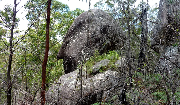 Rock outcrop in Carrai National Park. Photo: Piers Thomas/OEH