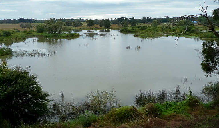 Looking across the lagoon, Cecil Hoskins Nature Reserve. Photo: OEH