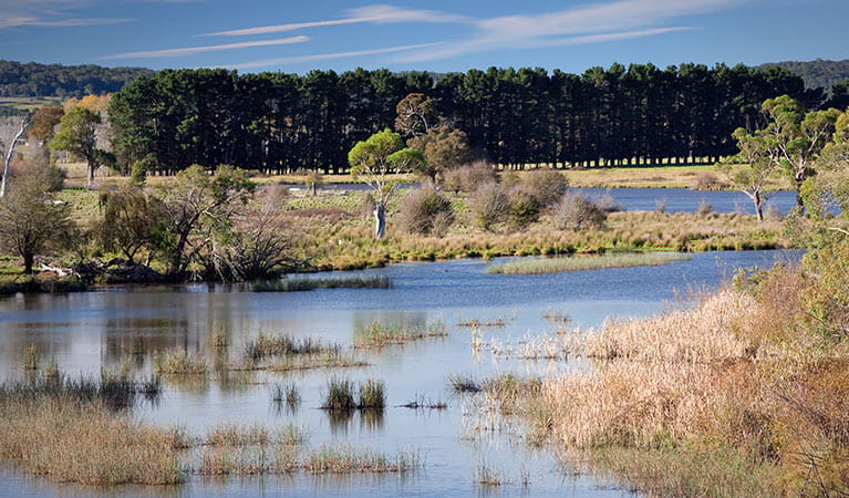 Lagoon at Cecil Hoskins Nature Reserve. Photo: Nick Cubbin