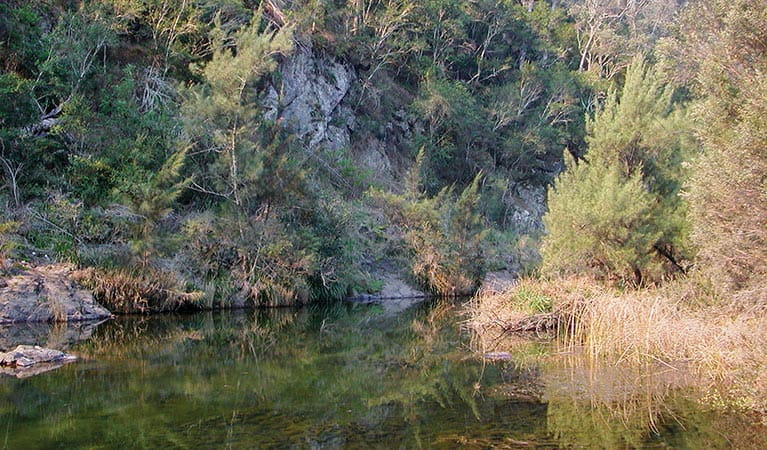 Chandlers Creek, Chaelundi National Park. Photo: A Harber