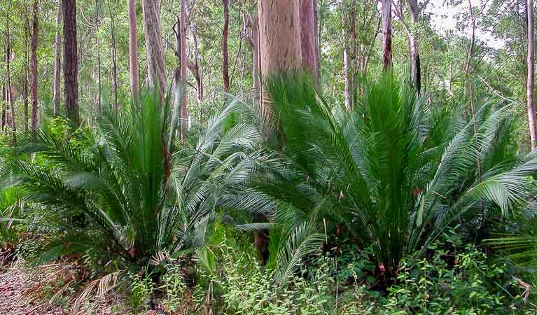 Johnson's cycad (Macrozamia johnsonii), Chaelundi National Park. Photo: A Harber