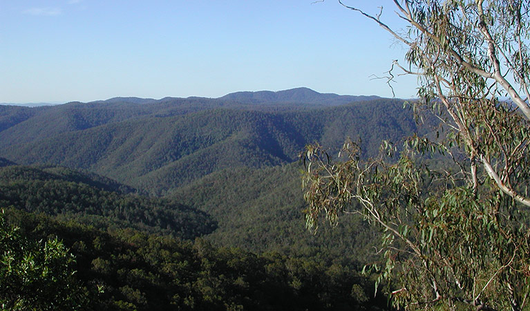 Views across the valley, Chaelundi National Park. Photo: A Harber