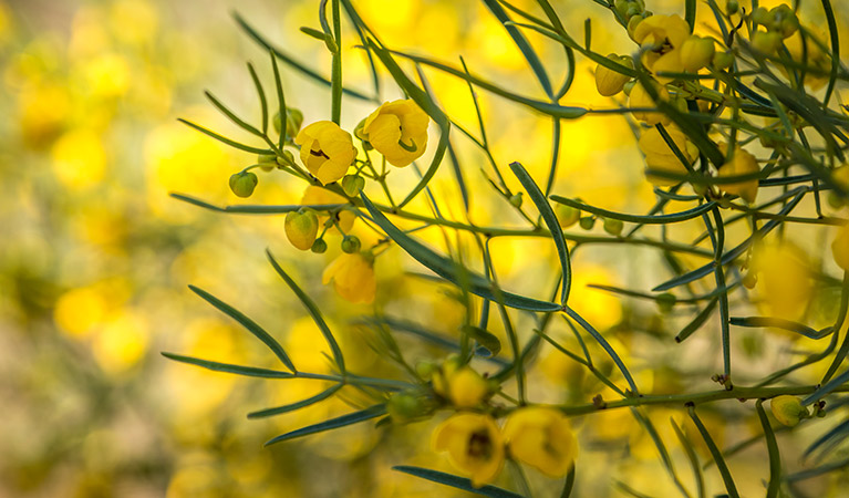 Wildflowers in bloom in Cocoparra National Park. Photo: John Spencer