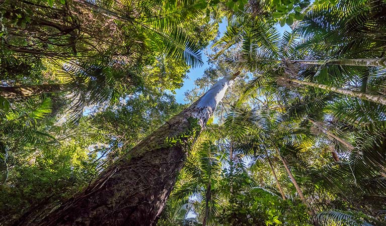 Looking up the tree canopies, Coorabakh National Park. Photo: John Spencer