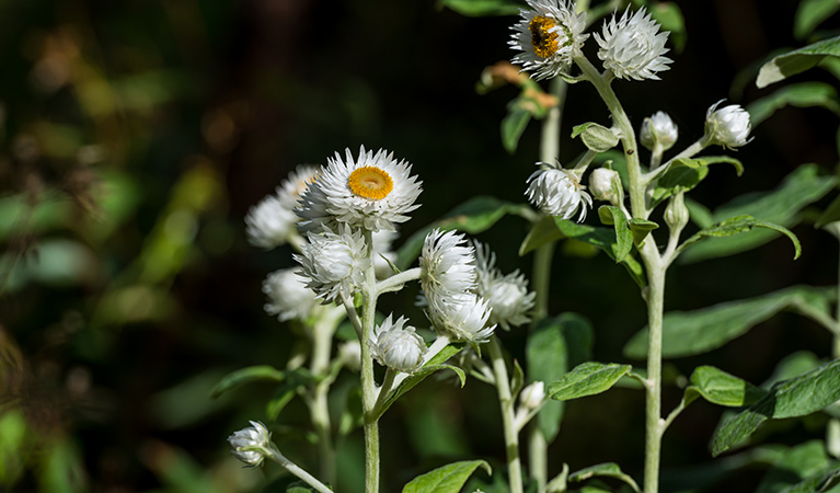 Wildflowers in bloom in Copeland Tops State Conservation Area. Photo: John Spencer