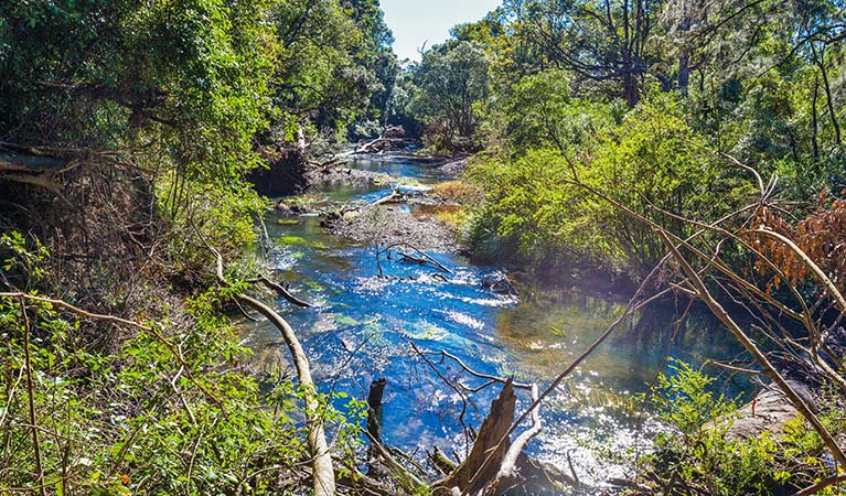 Orara River, Coramba Nature Reserve. Photo: Rob Cleary/Seen Australia