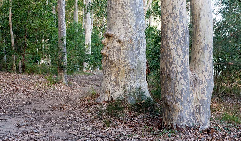 Delta track, Corramy Regional Park. Photo: Michael Van Ewijk