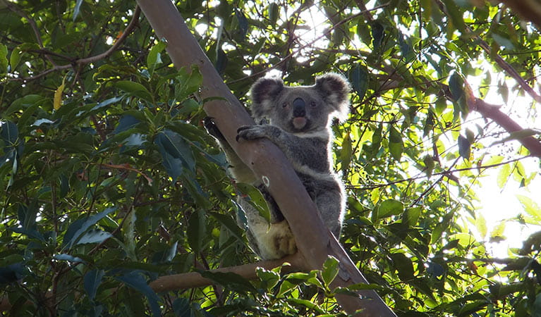 Koala (Phascolarctos cinereus), Cudgen Nature Reserve. Photo: Allen Goodwin
