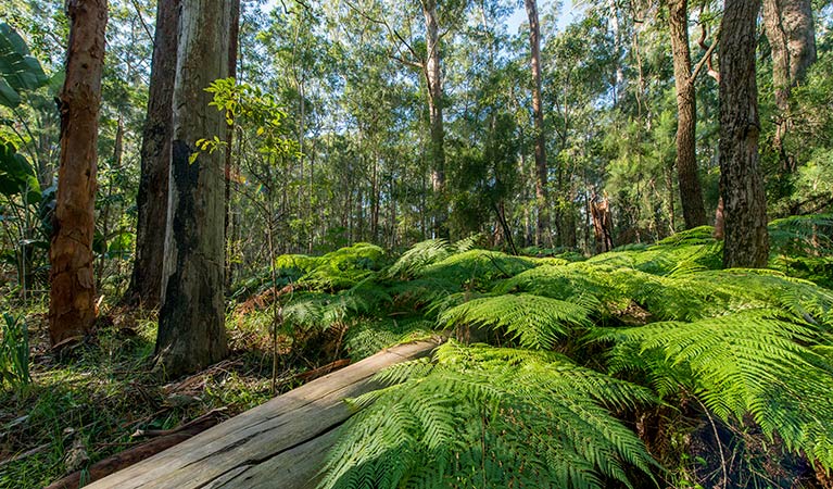 Lush bushland, Dalrymple-Hay Nature Reserve. Photo: John Spencer