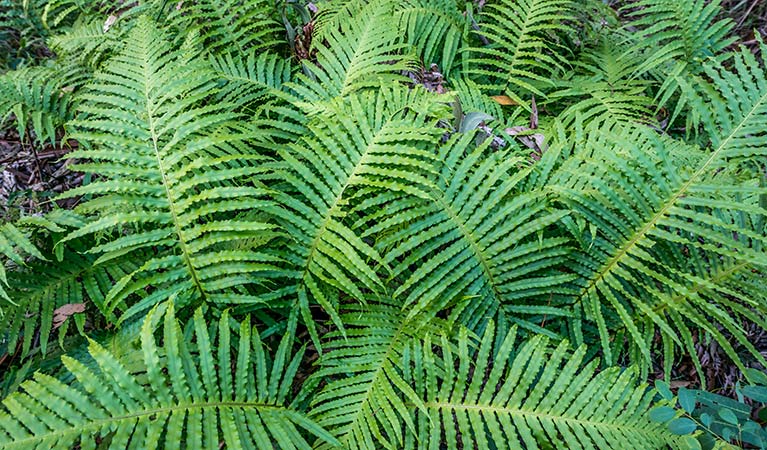 Ferns (Cyathea cooperi), Dalrymple-Hay Nature Reserve. Photo: John Spencer