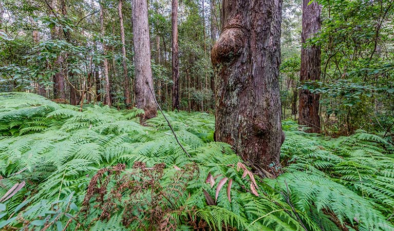  Dalrymple-Hay Nature Reserve. Photo: John Spencer