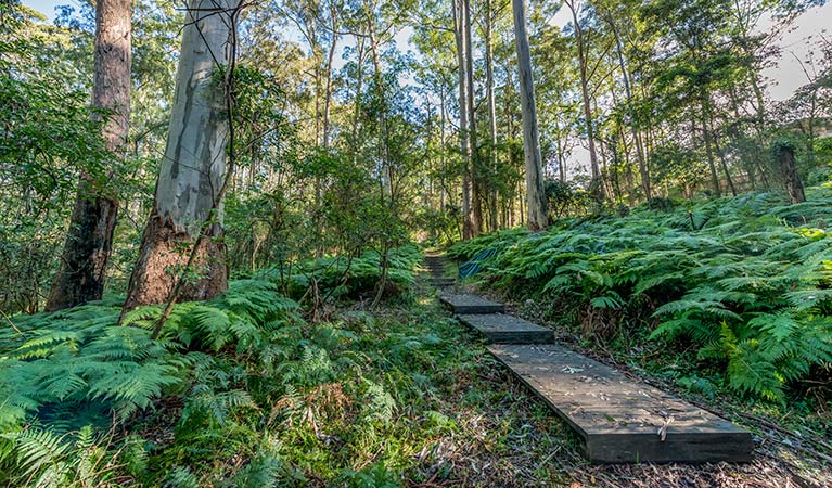 Browns Forest loop trail, Dalrymple-Hay Nature Reserve. Photo: John Spencer