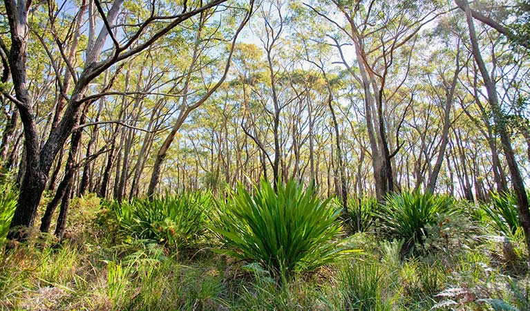 10B Management trail, Dharawal National Park. Photo: Nick Cubbin