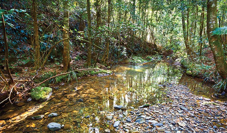 Blackbutt track, Dorrigo National Park. Photo: Rob Cleary