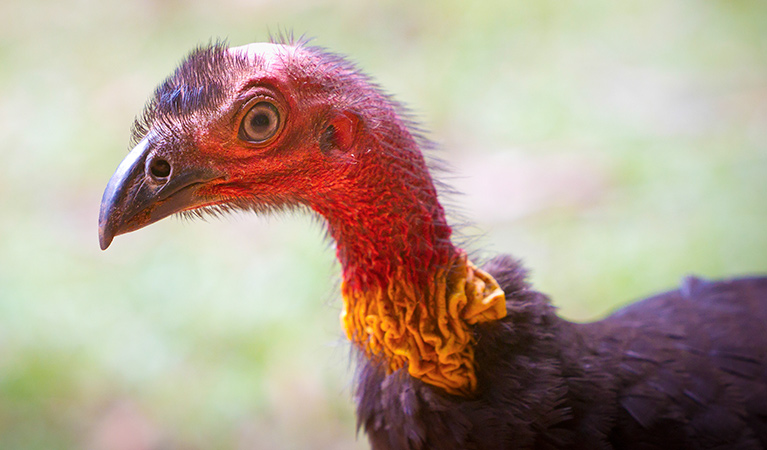 Australian brush-turkey (Alectura lathami), Dorrigo National Park. Photo: Rob Cleary