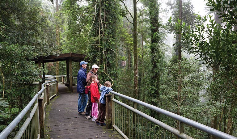 Walk with the Birds boardwalk, Dorrigo National Park. Photo: Rob Cleary