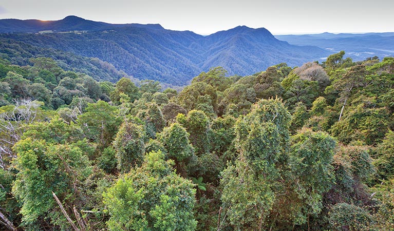 The Skywalk, Dorrigo National Park. Photo: Rob Cleary