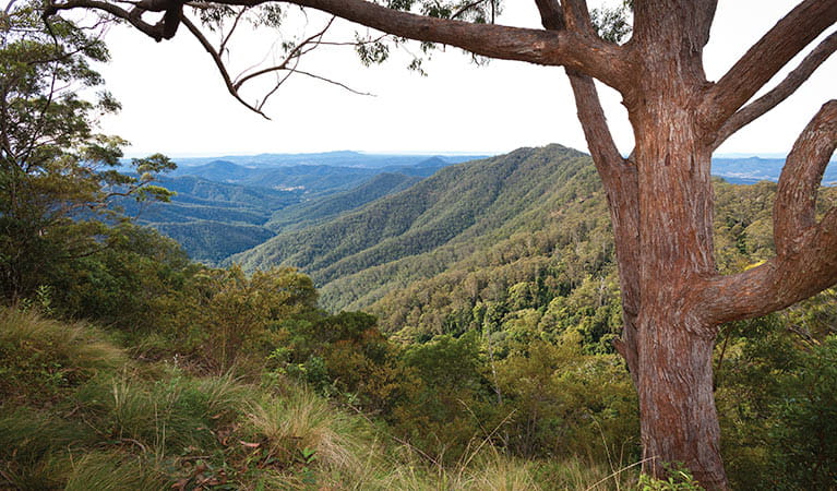 Views from Kosekai lookout, Dunggir National Park. Photo: Rob Cleary