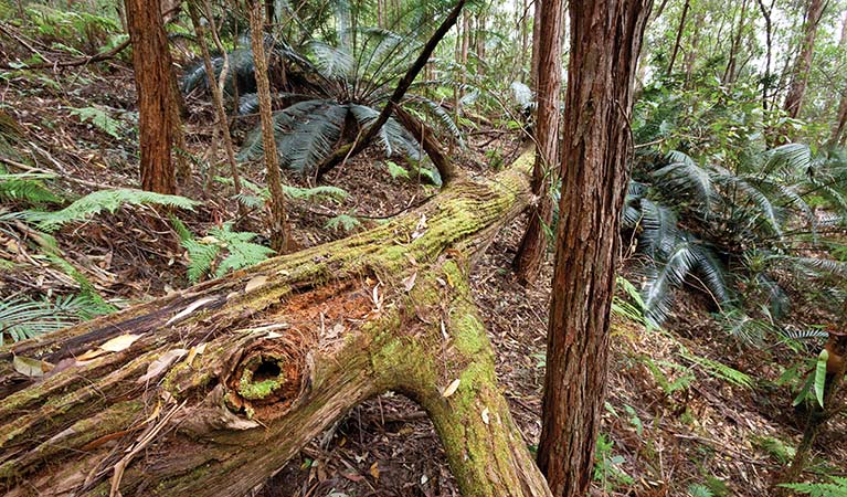 Rainforest, Dunggir National Park. Photo: Rob Cleary