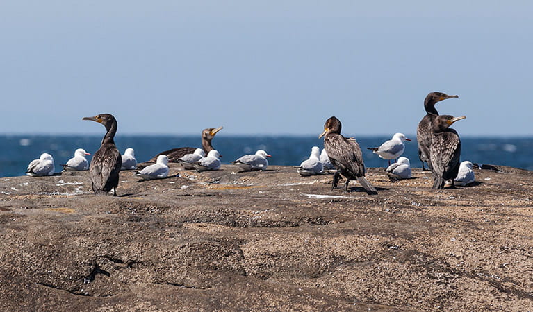 Shore birds at Bingi Point, Eurobadalla National Park. Photo: David Finnegan