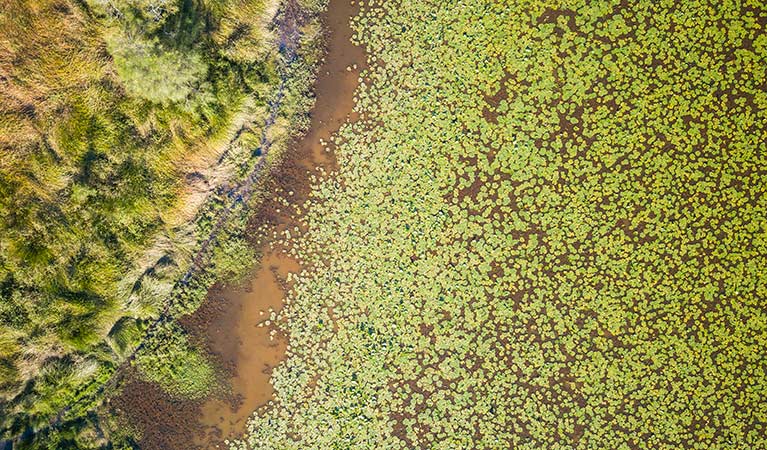 Aerial view of water lilies and the bank of Woody Creek. Photo: J Spencer/OEH