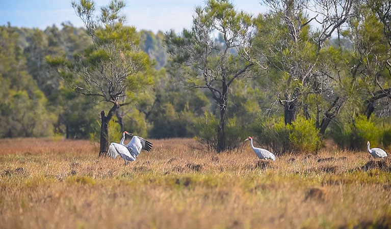 Brolgas in Everlasting Swamp National Park. Photo: Jessica Robertson/OEH