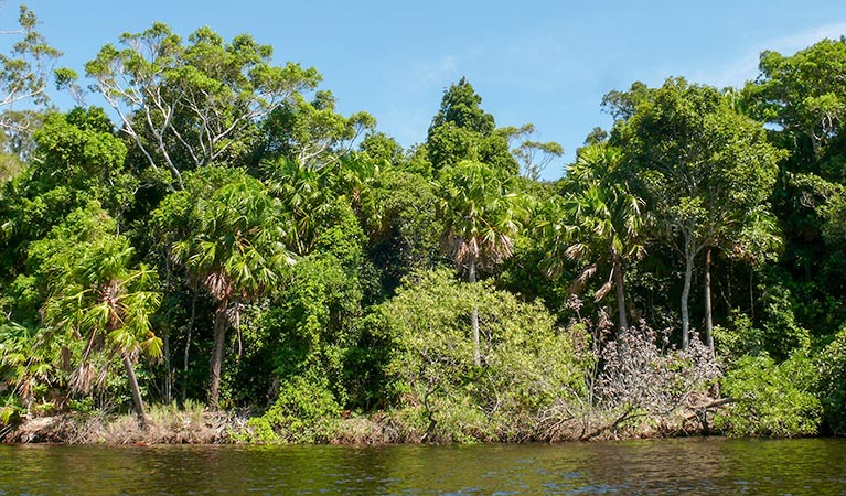 Palm forest along creek, Gaagal Wanggaan National Park. Photo: A Ingarfield