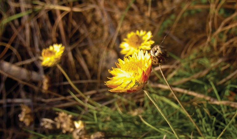 Paper daisies (Helichrysum rutidolepis), Gardens of Stone National Park. Photo: Rosie Nicolai