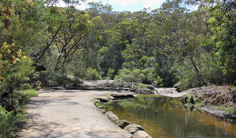 Cascade trail, Garigal National Park. Photo: Kim McClymont