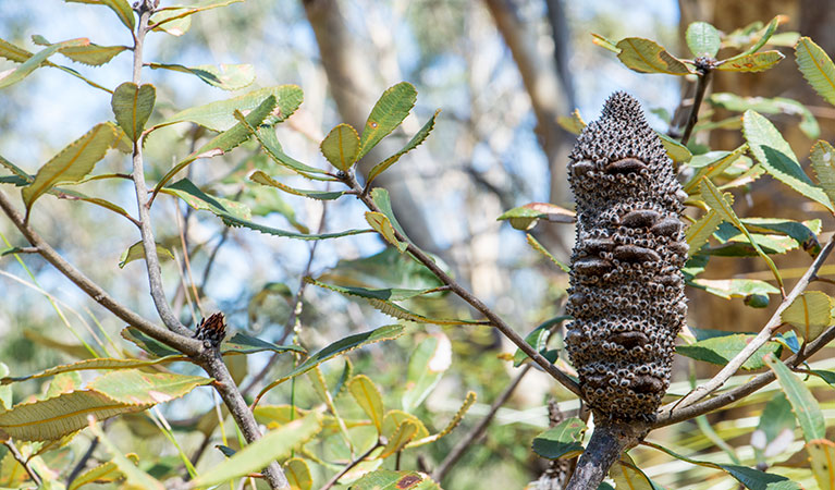 Silver banksia (Banksia marginata), Garigal National Park. Photo: John Spencer