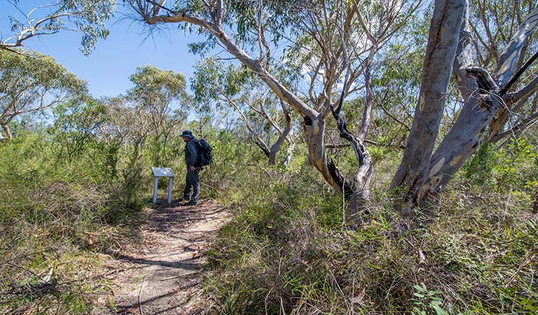 Pipeline and Bungaroo tracks to Stepping Stones trail, Garigal National Park. Photo: John Spencer