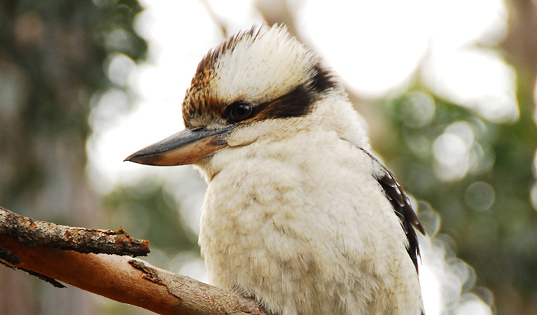 Kookaburra (Dacelo novaguineae). Photo: OEH