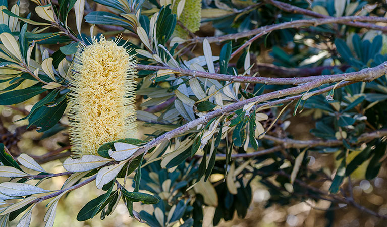 The Leggy Point Loop track, Glenrock State Conservation Area. Photo: John Spencer