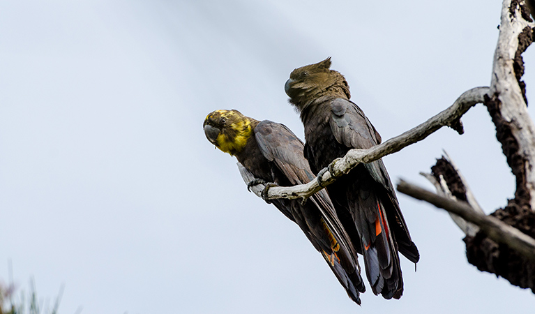 Glossy black-cockatoos (Calyptorhynchus lathami), Hat Head National Park. Photo: John Spencer