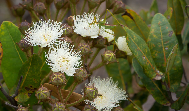 Wildflowers in Heathcote National Park. Photo: John Spencer