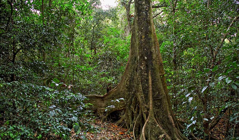 Iluka Rainforest walk, Iluka Nature Reserve. Photo: Clarence River Tourism