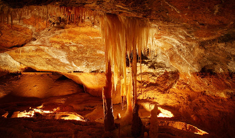 Stalagmites in Jenolan Karst Conservation Reserve. Photo: Jenolan Caves Trust